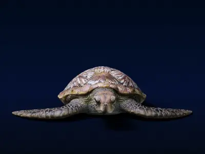 Green Sea Turtle Animated 3D model