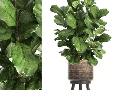 Ficus lyrata tree in rattan basket for the interior 859 3D model