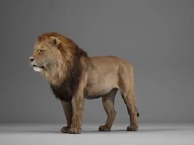 Male Lion  UE Character Asset 3D model
