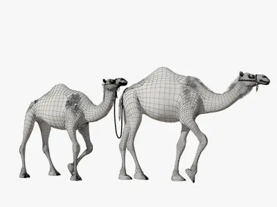 Camel camels 3D model