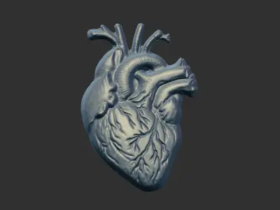 Anatomical Heart 3D Model for 3D Printing and CNC Carving 3D print model