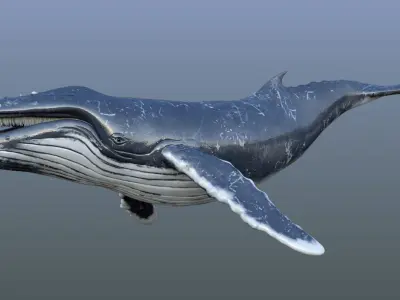 Humpback Whale Rigged Low-poly 3D model