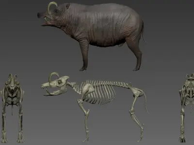 Babirusa warthog 3D model