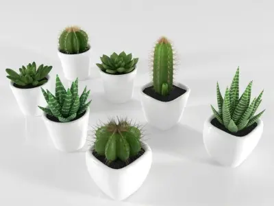 Succulent and Cactus in pot Low-poly 3D model