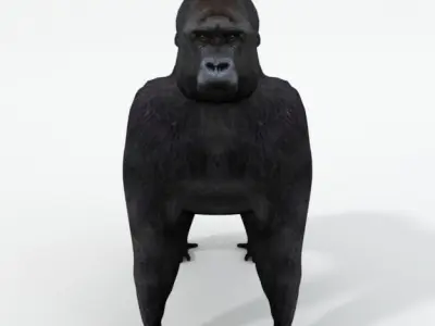 Gorila gorilla Low-poly 3D model