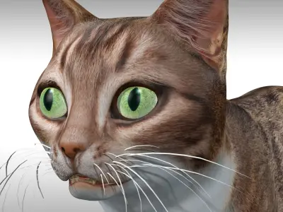 Cat Rig Low-poly 3D model