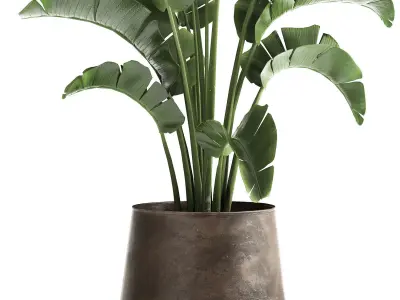 Houseplants in a black pot for the interior 916 3D model