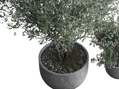 Oilve Trees in an old earthenware vase outdoor plant set 147 Low-poly 3D model
