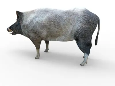  Wild Boar Rigged and Animated 3D Models Low-poly 3D model