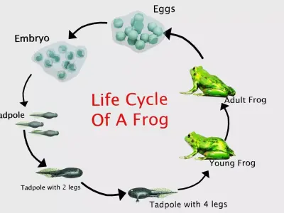 Life Cycle of a Frog Low-poly 3D model