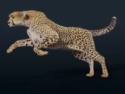 Cheetah Animated  3D model
