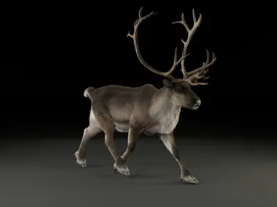ReinDeer Male Animated 3D model