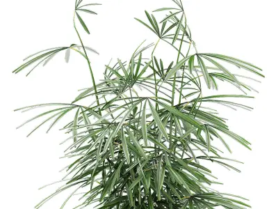 Plant in Pot Flowerpot Exotic Plant 3D model 7