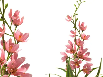 Orchid flowerd plant 3D model