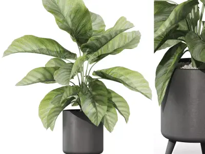 Plants collection vol 37