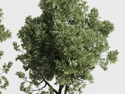 outdoor plant set 152 plant tree grass vase dirty concrete Low-poly 3D model