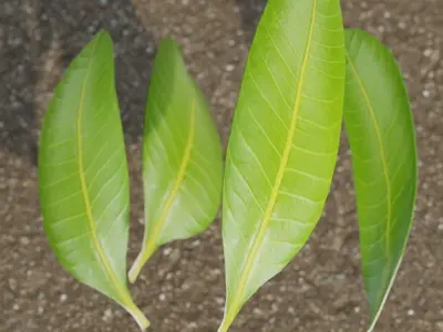 Mango Leaf - Single Realistic Game Ready and HQ Low Poly Low-poly 3D model
