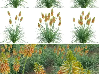 Kniphofia triangularis 3D model