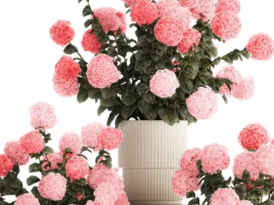 Beautiful bushes of pink hydrangea in a flower pot for home 3D model