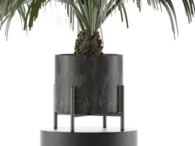 House Plant 31 3D model