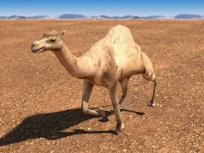 Arabian Camel Low-poly 3D model