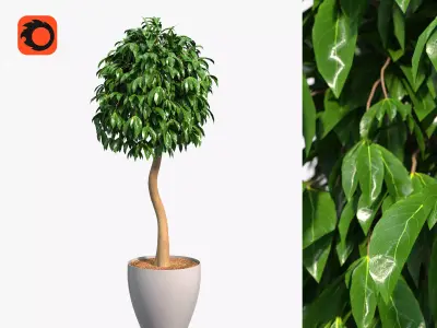 Ficus benjamina 3D model
