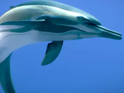 Short-beaked Common Dolphin 3D model