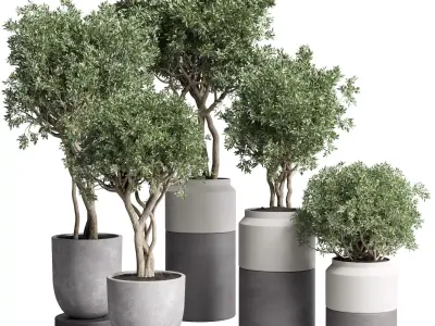 Collection Indoor plant 189 concrete dirt vase pot Tree 3D model