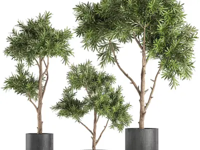 Decorative tree in a black flowerpots 741 3D model