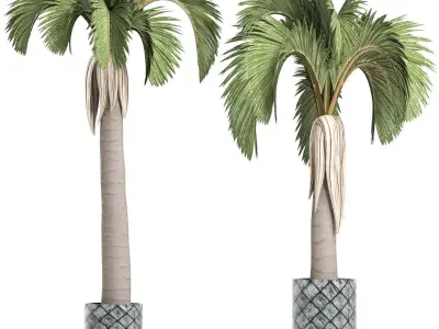 Plants Collection 158 Palm 3D model