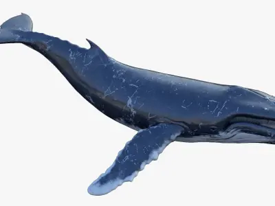Humpback Whale Animated 3D model