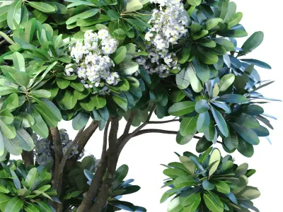 Decorative flowering garden plant with white flowers in vase pot 3D model