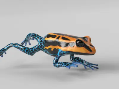 Poison Dart Frog Animated Low-poly 3D model