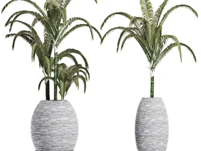 Plants Collection 185 Palm 3D model