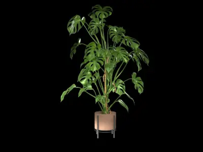 Monstera Plant Realistic 3D model