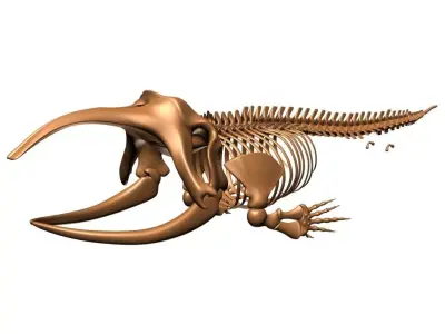 Bowhead Whale Skeleton 3D model