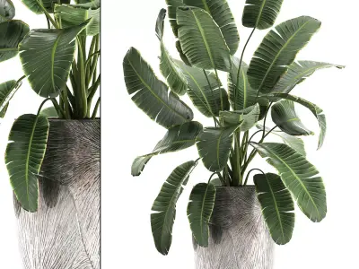 Banana palm in a luxury flowerpot 794 3D model