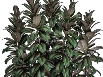 Ficus robusta in a black flowerpot 514 3D model
