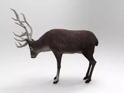 Gray Deer Rigged  Low-poly 3D model