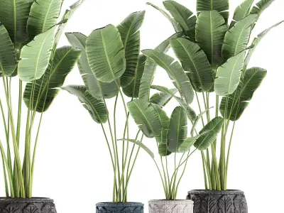 Banana palms in classic flowerpot for the interior 593 3D model