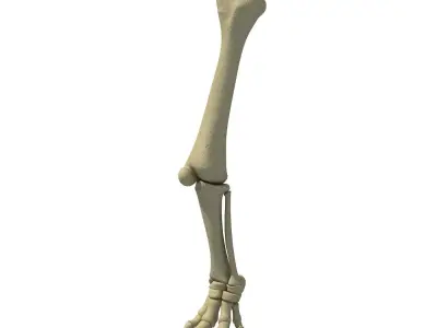 Elephant Animal Leg Bones  3D model