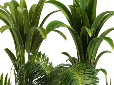 Indoor plant collection 10 3D model
