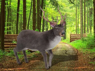 Fur Rigged Gray Deer Stag Low-poly 3D model