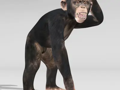 Chimpanzee 3D model