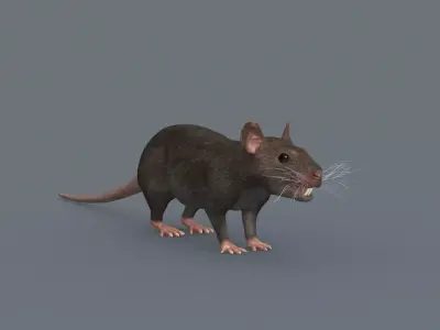 Top Rat - 8k - 3d animated mouse 3D model