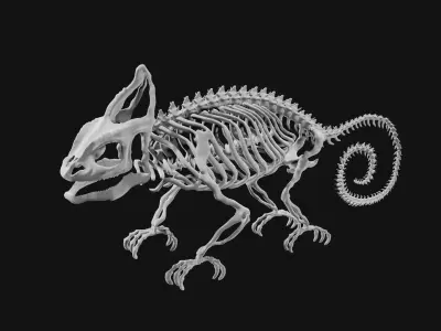 Skeleton of chameleon 3D model