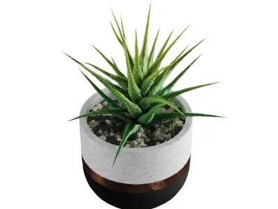 Succulent collection 1 PBR Cactus 3D model