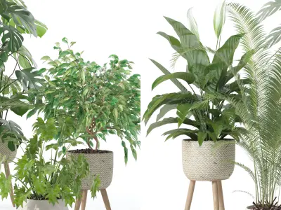 Plants collection 121 3D model