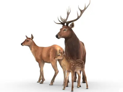 Red Deer Family Low-poly 3D model