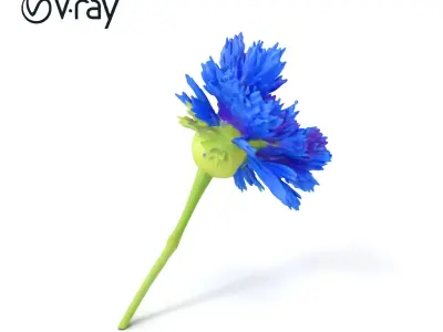 Blue Cornflower Wildflower model pack Low-poly 3D model